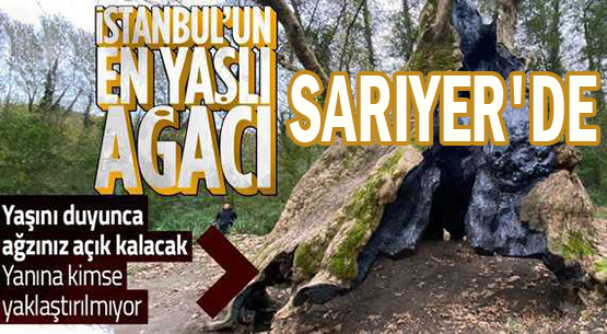 İSTANBUL'UN EN YAŞLI AĞACI SARIYER'DE!