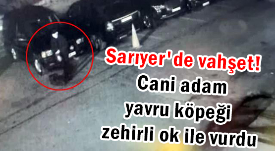 Sarıyer'de Vahşet! Cani Adam, Yavru Köpeği Zehirli Ok ile Vurdu