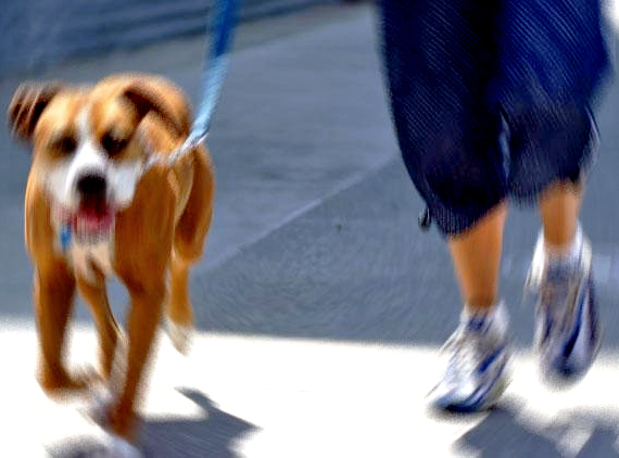 Köpeği İçin Annesinden Zorla Para Alan Kıza, 10 Yıla Kadar Hapis İstemi