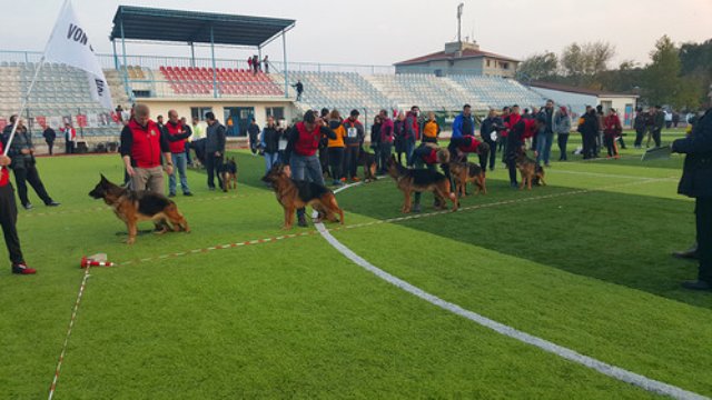 Alman Çoban Köpekleri Yarıştı