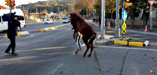 Tecavüzcü At, Korku Salıyor