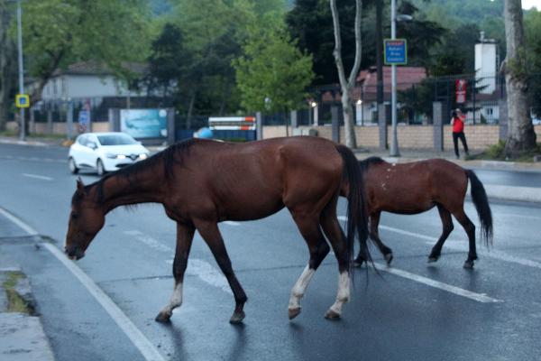Sarıyer'de Başıboş Atlar Caddeye İndi