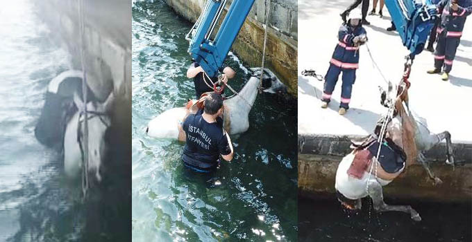 Sarıyer'de Denize Düşen At Kurtarıldı