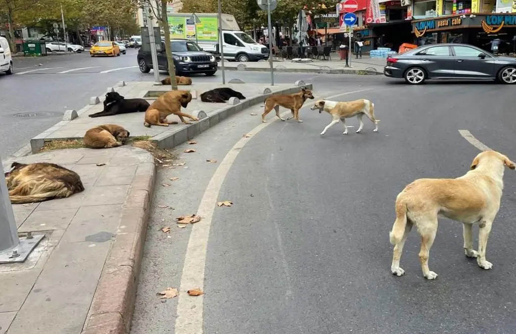 Sarıyer'de Başıboş Köpek Dehşeti... </br>Yürüyüş Yapan Kadına Saldırdılar