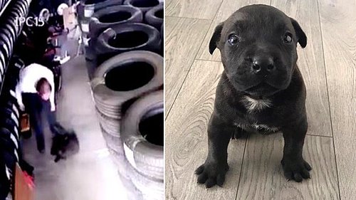 SARIYER'DE YAVRU KÖPEĞİ ÖLDÜREN CANİYE 'ÖDÜL' VERİLDİ...