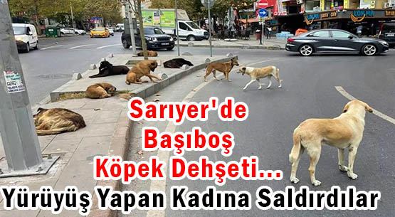 Sarıyer'de Başıboş Köpek Dehşeti... </br>Yürüyüş Yapan Kadına Saldırdılar