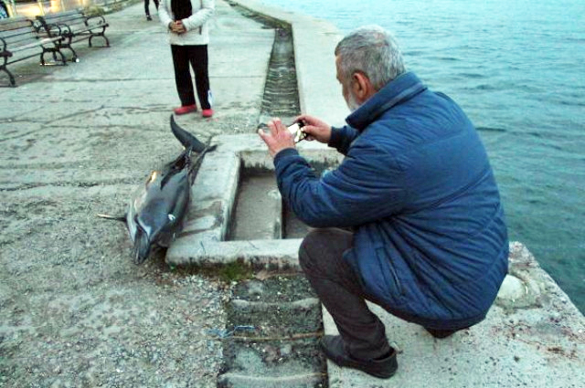 Sarıyer Sahilde Ölü Yunus Bulundu